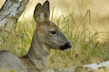 biche