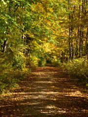 Obraz premium Waldweg im Herbstlicht