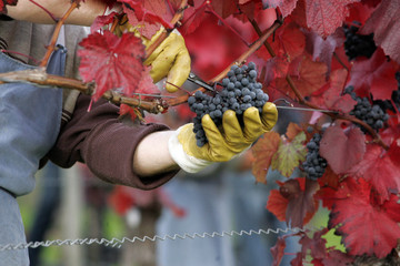 weinlese der weinsorte cabernet mitos