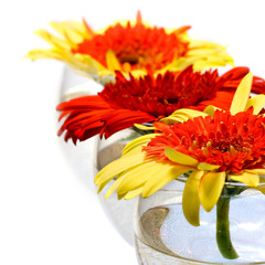Red and yellow Gerbera flowers in wine glasses