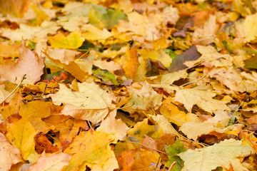 Maple leaves on pavement background