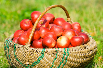 Close-up of a basket full of apples