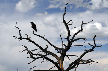 raven sitting on stark tree in silhouette