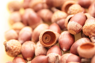 assemblage de glands