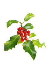 Holly sprig with berries on white