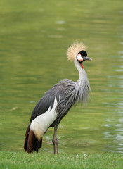 Crowned crane