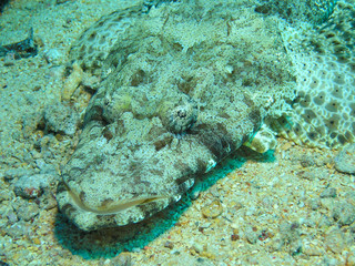 Crocodile  fish