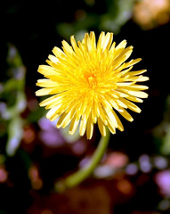 Last autumn dandelion