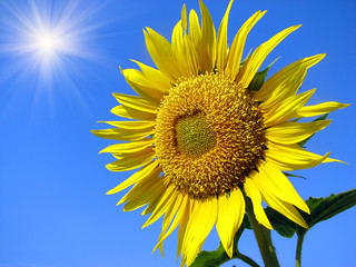 sunflower and blue sky background