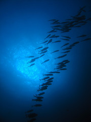 School of Jack fish