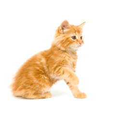 A yellow kitten on a white background