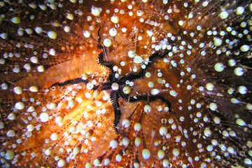 Toxic sea urchin