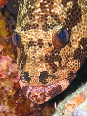 Portrait of Malabar Grouper
