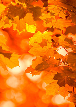 Fototapeta autumn leaves, very shallow focus