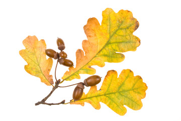 Autumn leaves on a white background. Close-up.
