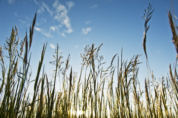 Weeds against the sky in the afternoon light.