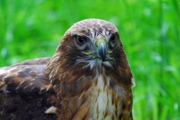 Golden Eagle