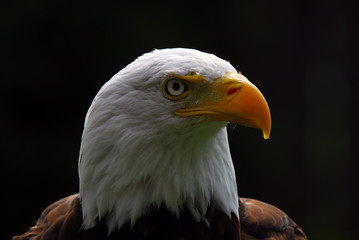 American Bald Eagle