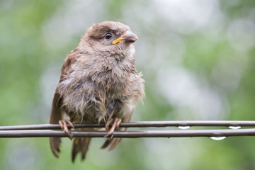 Sparrow fledgeling sitting under rain on strained steel wire
