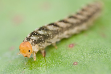 Caterpillar on a leaf