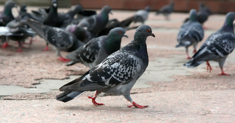 Pigeons are looking for meal.