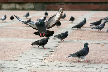Pigeons are looking for meal.