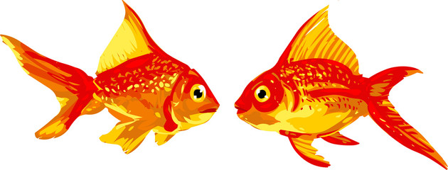 pair of goldfish facing each other