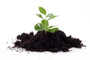 small plant and soil isolated on white - new life