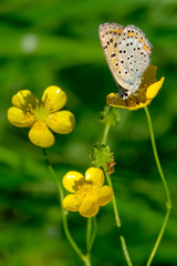 Nice butterfly on a yellow flower. Focus on the butterfly.