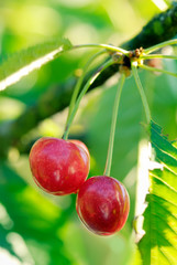 Two big sweet and juicily cherries on a Tree.