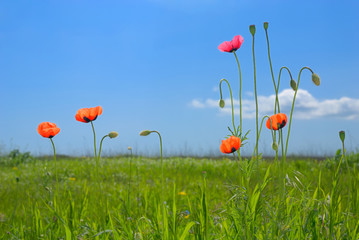 Landscape - field with poppies, blue sky and green grass