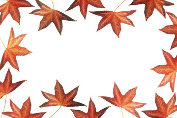 Red Leaves with Copy Space