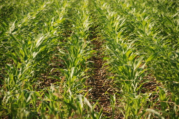 Field of Corn