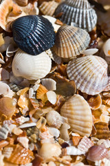 texture series: wet sea shell summer backround