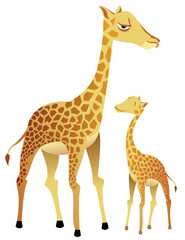 Fototapeta premium Giraffe Family