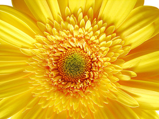 Yellow Gerber Flower