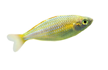 small fish isolated on white