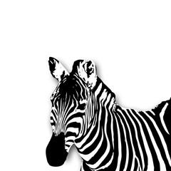 Fototapeta na wymiar Zebra Illustration