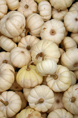 A large group of baby white pumpkins