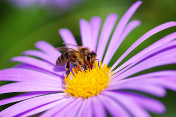bee