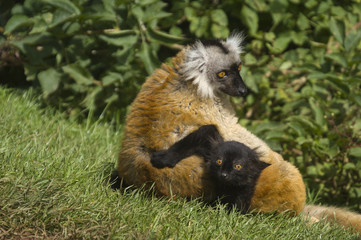 Closeup of Red Ruffed Lemur (Varecia variegata rubra)