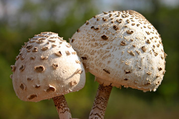 two mushrooms
