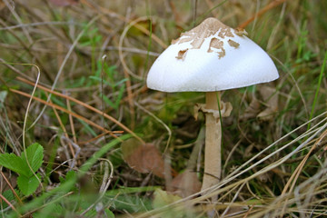 small parasol
