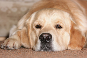 Labrador retriever is ill