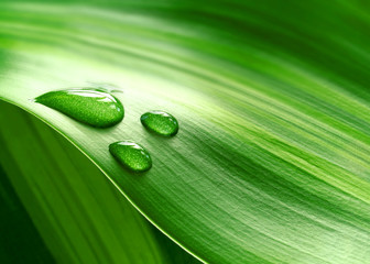 Close-up of green plant leaf - obrazy, fototapety, plakaty