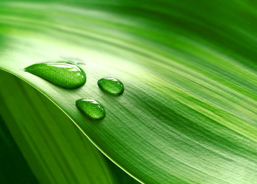 Fototapeta Close-up of green plant leaf