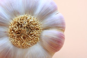 Knoblauch