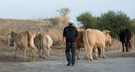 shepherd and herd of cows