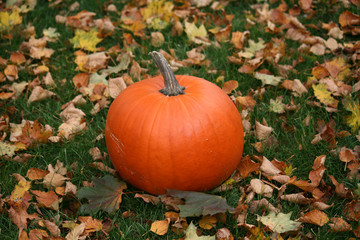 Pumpkin on the Grass