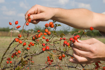 dog rose - berry-picking